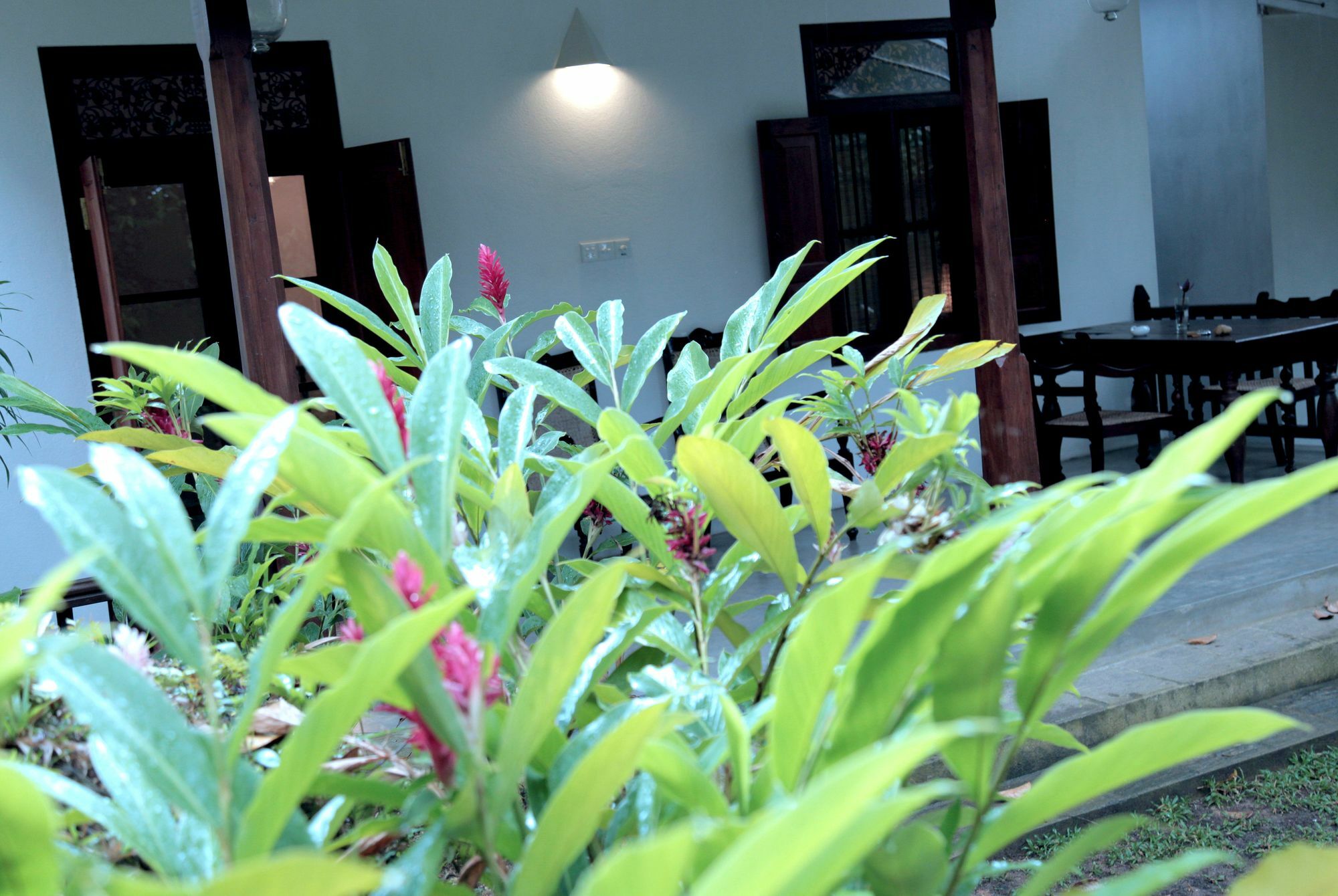 Ceylon Olive 5*