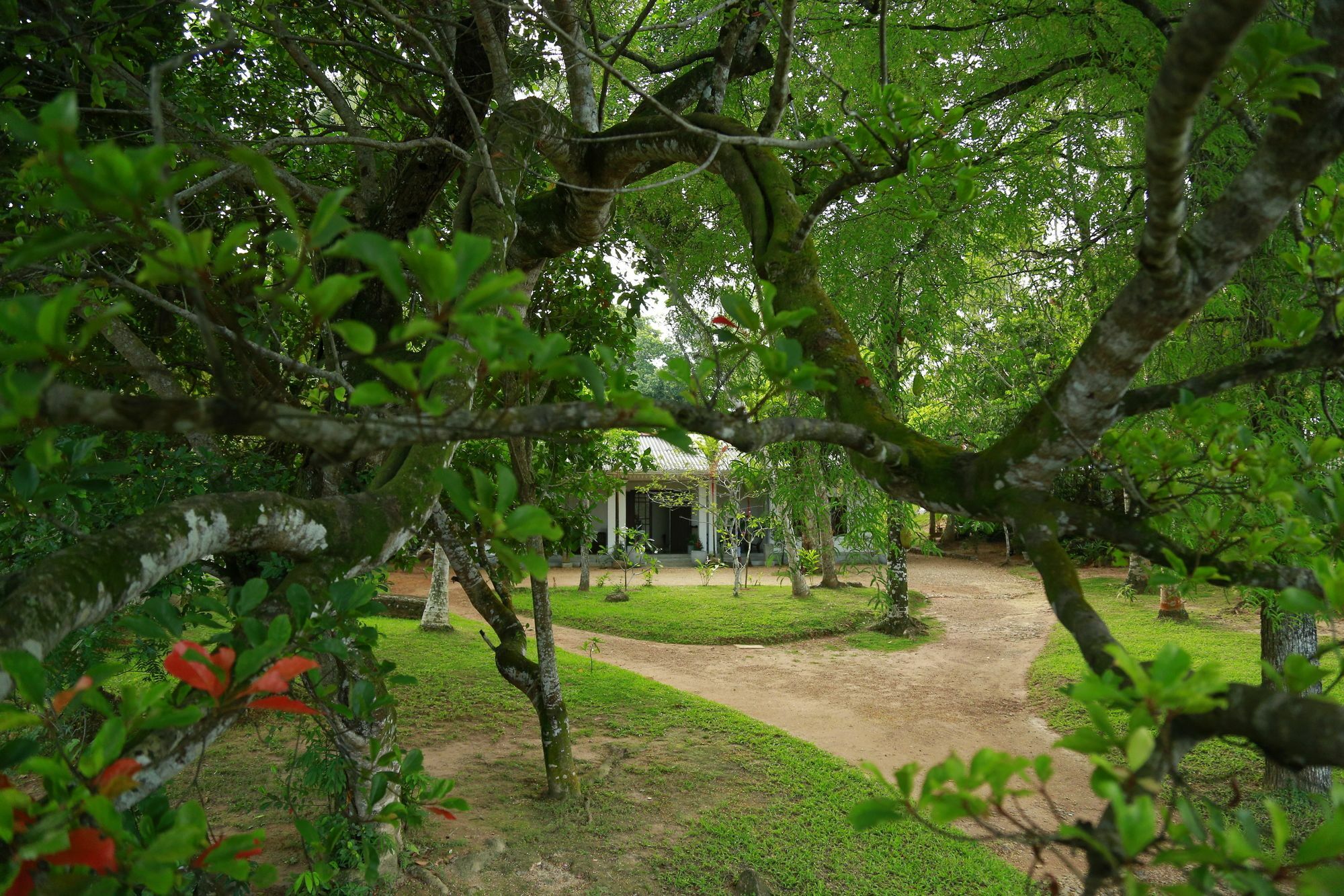 Готель Ceylon Olive