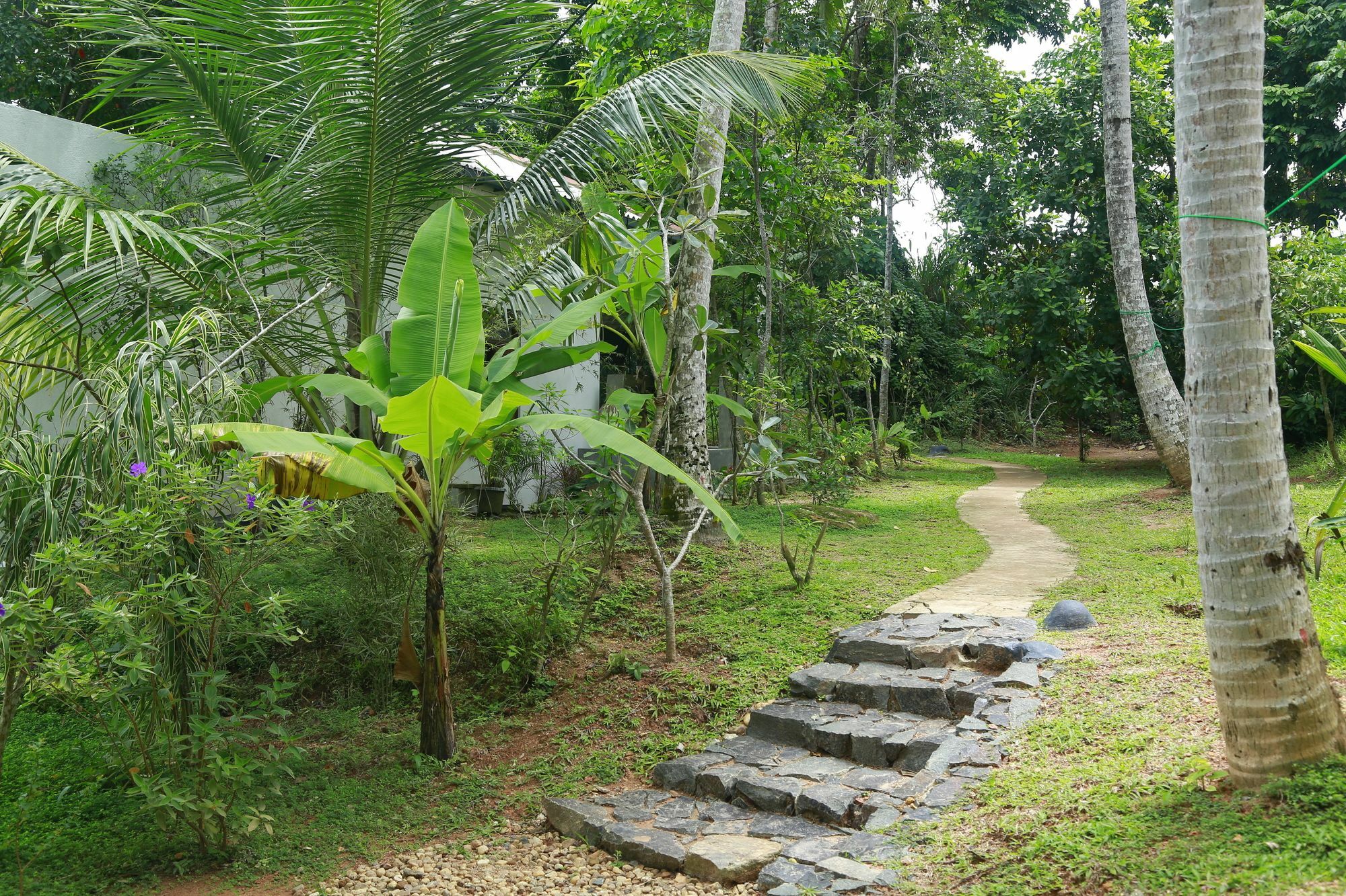 Ceylon Olive Ґалле